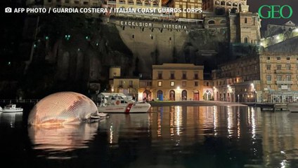 Italie : une énorme baleine morte retrouvée non loin de Naples