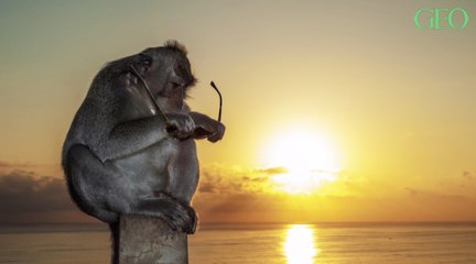 les macaques voleurs ont appris à reconnaitre les objets de valeur à Bali