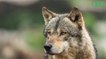 Environnement : combien de loups reste-t-il en France ?