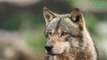 Environnement : combien de loups reste-t-il en France ?