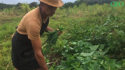 Bonbons manioc, coq péi... A la découverte de la cuisine réunionnaise