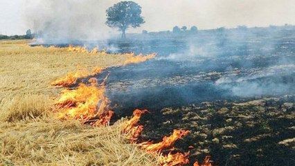 Download Video: What did farmers say over stubble burning creating pollution