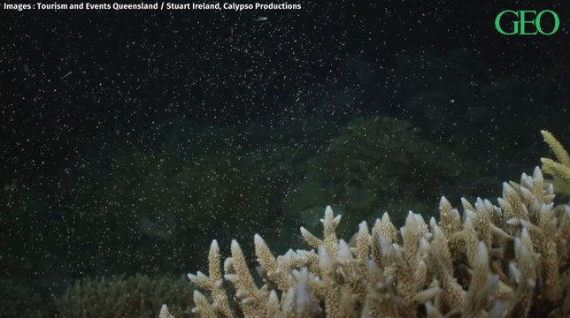 Un feu d'artifice sous-marin : en Australie, l'incroyable spectacle de la reproduction des coraux