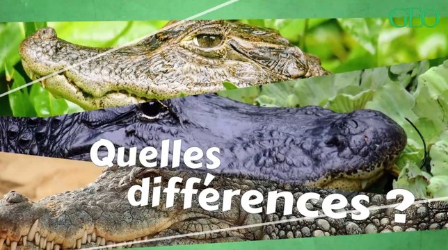 Quelles sont les différences entre les crocodiles, les alligators et les caïmans ?