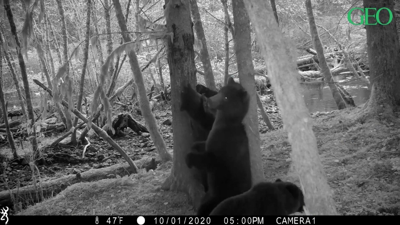 Ce concours de vidéos filmées par des pièges photographiques va vous faire rire !