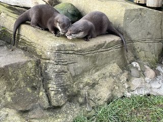 Insolite : en Angleterre, deux loutres retrouvent l'amour grâce à un site de rencontres