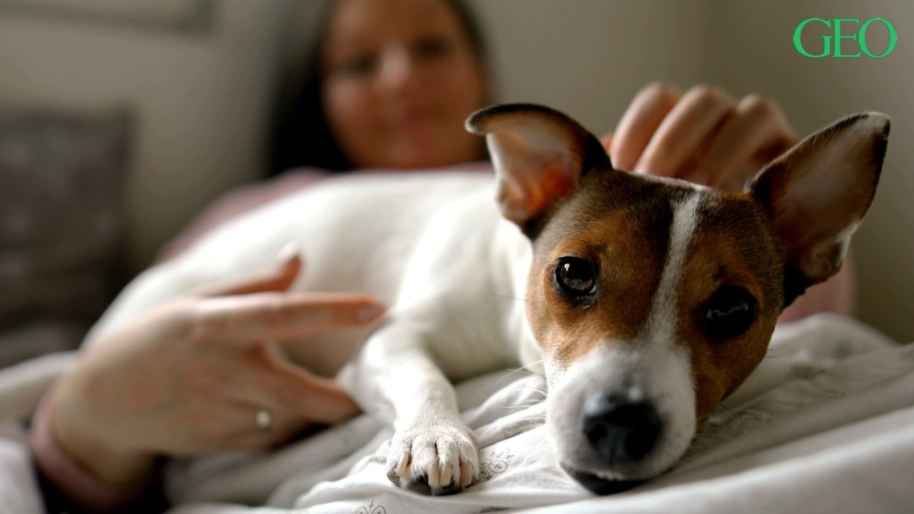 Animaux de compagnie, toucher et Covid-19 : pourquoi nos amies les bêtes peuvent sauver des vies