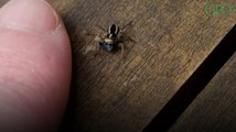 Environnement : une Australienne découvre une nouvelle espèce d'araignée dans son jardin