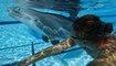 Parcs aquatiques : ce dauphin robotisé remplacera-t-il les animaux en captivité ?