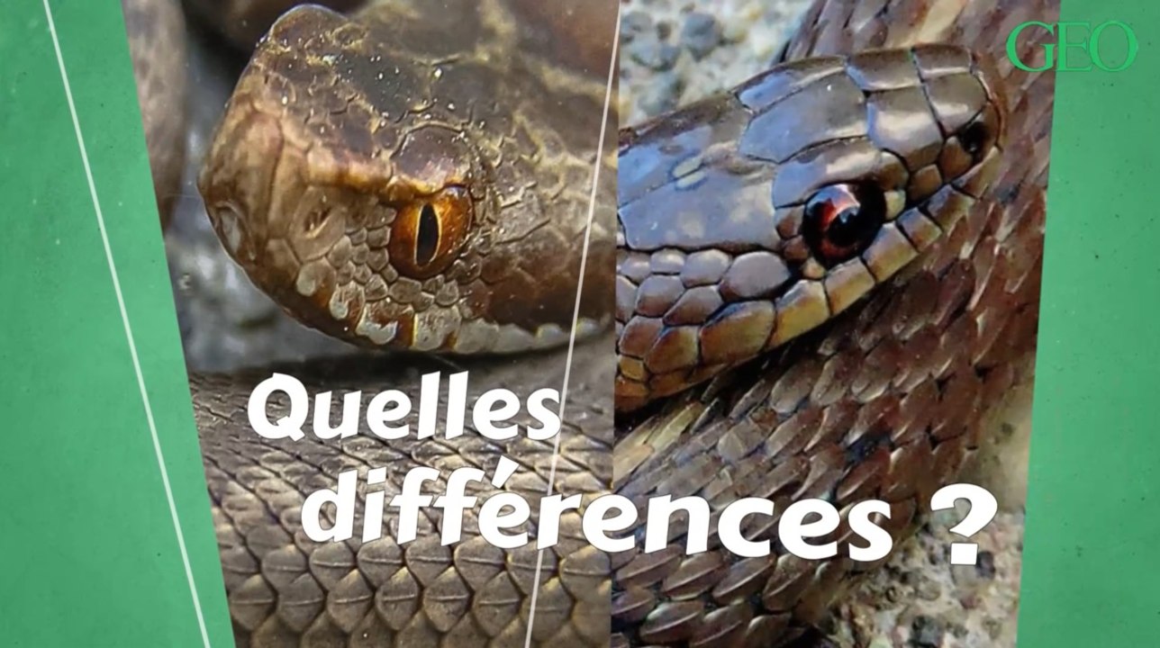 Pupilles, écailles, queue... Quelles sont les d...