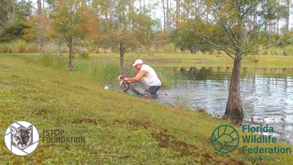 Floride : ce retraité américain sort son chien de la mâchoire d'un alligator