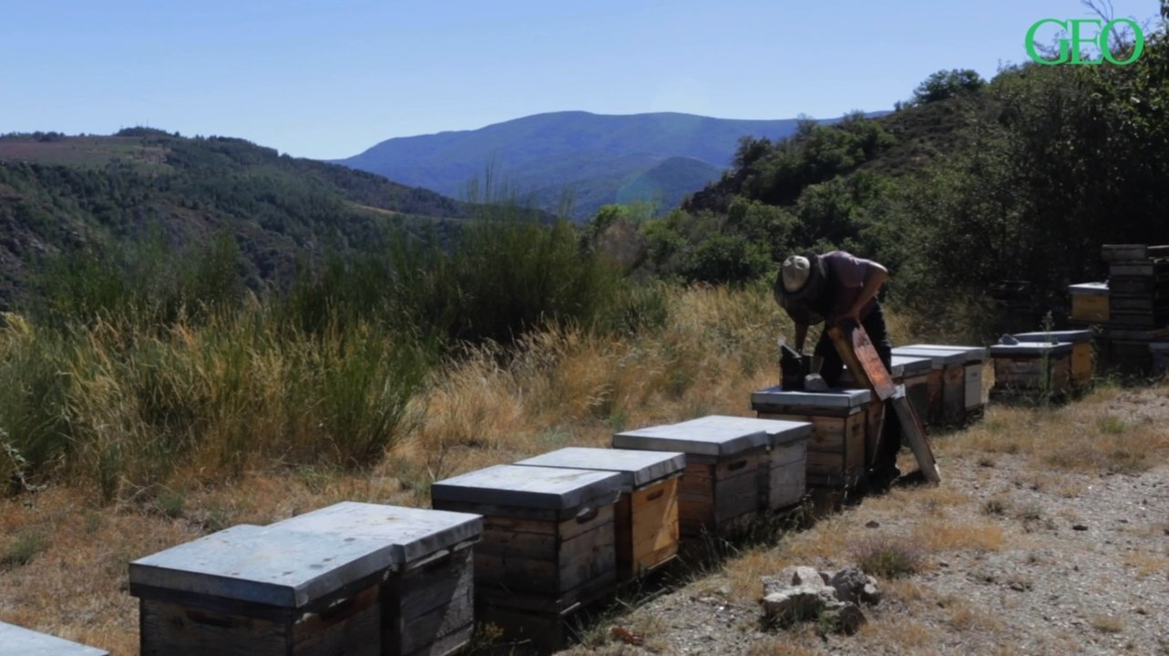 Les abeilles domestiques représentent-elles un danger pour leurs cousines sauvages ?