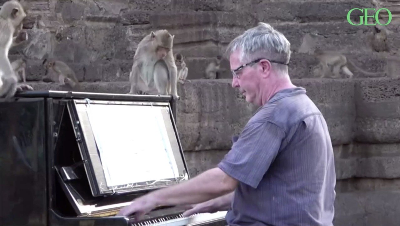 En Thaïlande, cet homme joue du piano pour calmer des singes affamés
