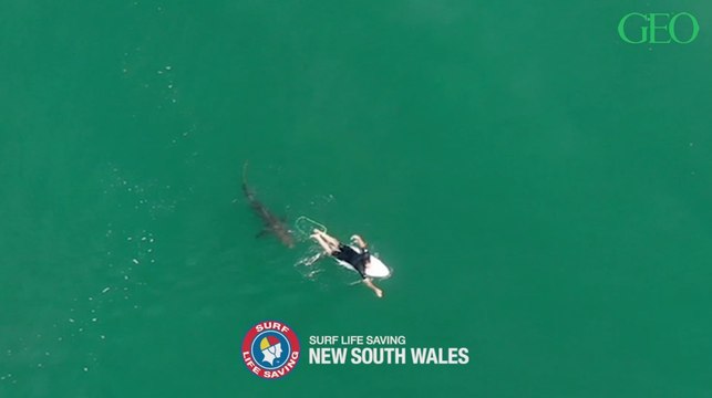 Environnement : les images impressionnantes d'un grand requin blanc s'approchant d'un surfeur australien
