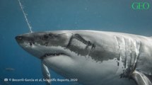 Des scientifiques mettent en lumière des affrontements entre des requins blancs et des calmars
