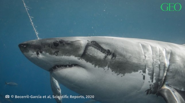 Des scientifiques mettent en lumière des affrontements entre des requins blancs et des calmars