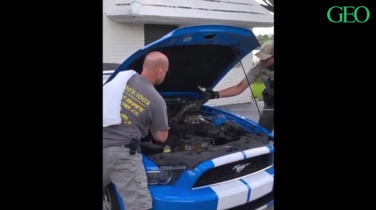Floride : ce python birman se trouvait sous le capot d'une Ford Mustang !
