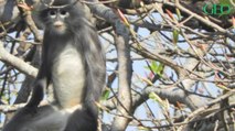Des scientifiques identifient une nouvelle espèce de primate au Myanmar
