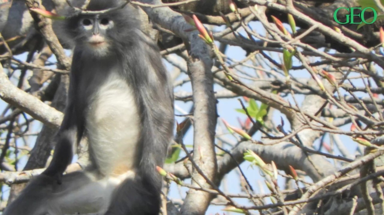 Des scientifiques identifient une nouvelle espèce de primate au Myanmar