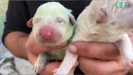 En Italie, une chienne donne naissance à un chiot au pelage vert