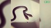 Une Américaine découvre un serpent à deux têtes dans son salon