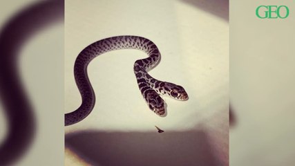 Une Américaine découvre un serpent à deux têtes dans son salon