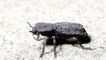 Les secrets d'un scarabée à la carapace ultra-résistante enfin percés