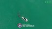 Australie : les images impressionnantes d'un grand requin blanc s'approchant d'un surfeur