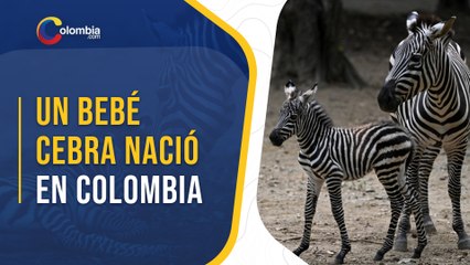 Bebé cebra nace en zoológico de Cali
