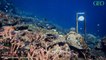Environnement : en Australie, des enceintes sous-marines pour sauver la Grande Barrière de corail