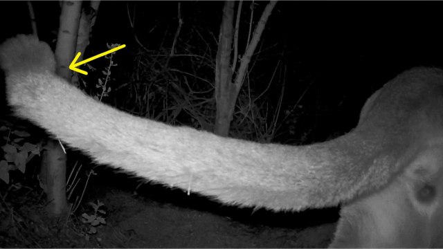 Des malformations détectées pour la première fois chez les pumas des monts Santa Monica