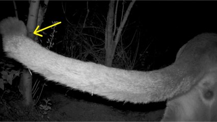 Des malformations détectées pour la première fois chez les pumas des monts Santa Monica