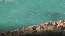 Afrique du Sud : ce grand requin blanc fuit… un éléphant de mer !