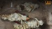 Archéologie : des restes de lamas très bien préservés découverts au Pérou