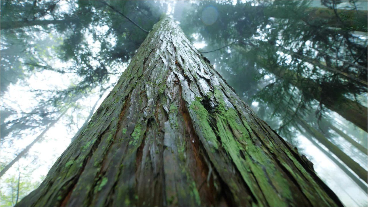 Les petits champignons, précieux alliés des grands arbres