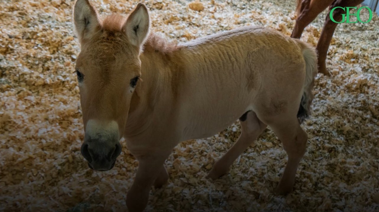 Naissance du tout premier clone de cheval de Przewalski au Texas