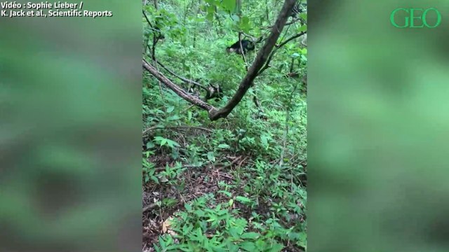 Costa Rica : quand des singes s'allient pour sauver un congénère d'un boa constrictor