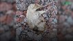 Antarctique : des chercheurs découvrent des restes d'une ancienne colonie de manchots Adélie