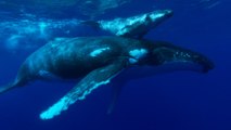 Des chercheurs sont parvenus à décrypter les chants des baleines bleues