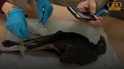 Les ibis et rapaces sacrifiés aux dieux égyptiens étaient sauvages