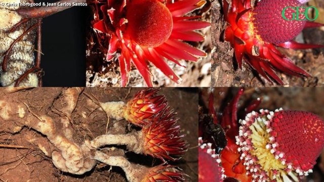 Environnement : zoom sur les mystérieuses plantes vampires