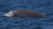 Les baleines de Cuvier peuvent retenir leur respiration pendant plus de trois heures. Un nouveau record