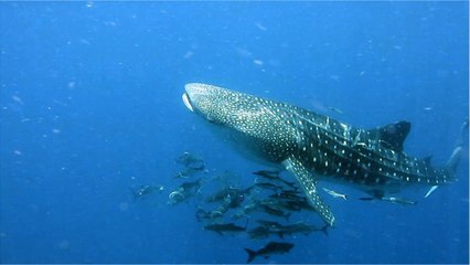 Et le record du plus grand poisson au monde revient à... la femelle requin-baleine