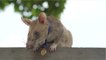 Magawa, le rat géant récompensé