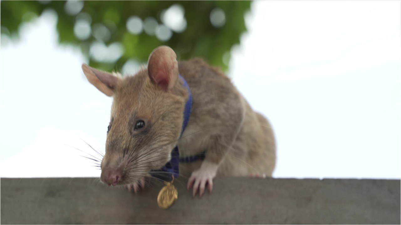 Magawa, le rat géant récompensé