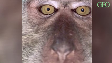 Un jeune malaisien perd son smartphone et le retrouve avec les selfies d’un singe