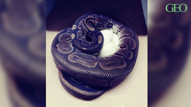 Aux Etats-Unis, ce python royal pond plusieurs œufs... sans avoir vu de mâle depuis 15 ans !
