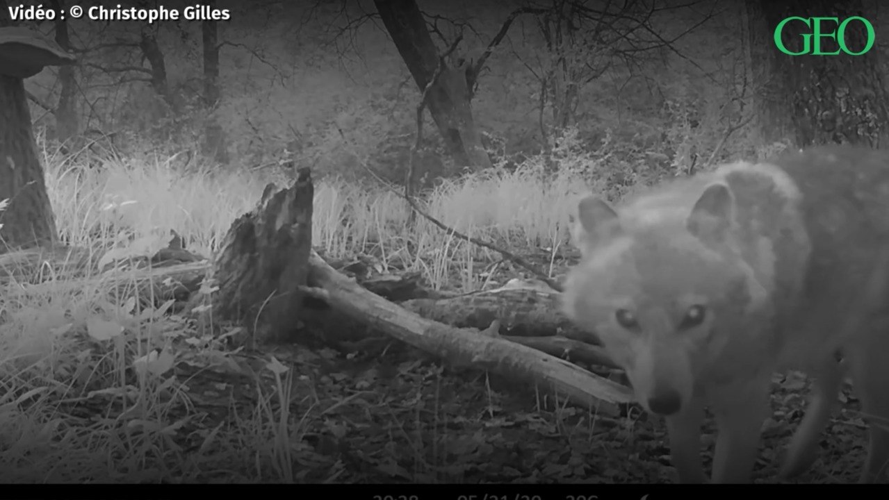 Le chacal doré de nouveau observé en France