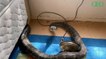 En Australie, un retraité retrouve le toit de sa maison éventré par deux gigantesques pythons