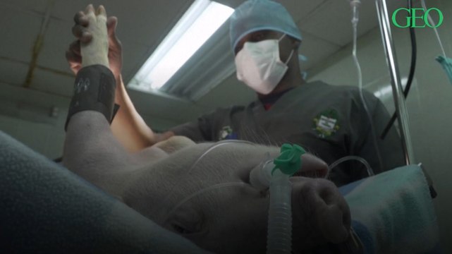 Coronavirus : au Panama, des cochons servent de cobayes pour un nouveau respirateur